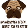 Frustrated pug