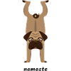 Yoga du carlin