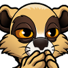 Suricate choqué