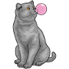 British Shorthair Chewing Gum