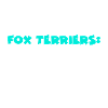 Fox-terrier
