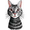 Curious cat gaze