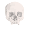 Skull Head Skeleton Skull Skull