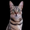 Cat Cats