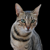 Katte Katte