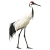 Cranes Crane
