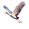 Cranes Crane