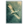 Cranes Crane