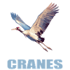 Cranes Crane