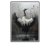 Cranes Crane
