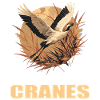 Cranes Crane