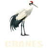 Kraniche Kranich