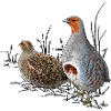 Partridge single