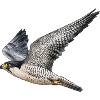 Peregrine falcon in flight