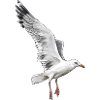 Herring gull in flight