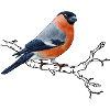 Bullfinch single