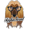 Afghan Hound Face