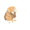 Adopt A Golden Retriever