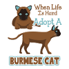 Adopt A Burmese Cat