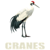 Cranes Crane