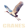 Cranes Crane