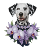 Cute Dalmatian with orchids