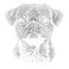 Pug Portrait Dog Dog