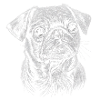 Pug Portrait Dog Dog