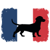 Teckel avec drapeau français