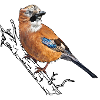 Jay single