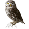 Petit hibou sans écriture
