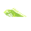 The Iguana whisperer