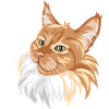 Ginger cat portrait