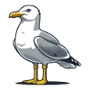 Möwe
