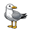 Möwe
