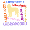 Funny Labradoodle