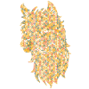 Alpaca Geometric