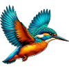 Kingfisher