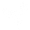 L'envol de l'oiseau blanc