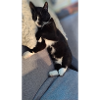 TUXEDO CAT SLEEPING