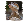 Crocodiles Crocodile