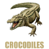 Crocodiles Crocodile