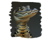 Crocodiles Crocodile