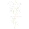 Wingchun