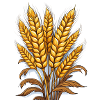 Grain ear