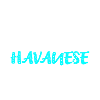 Havanese Havaneser