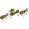 Ants