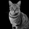 Katze weiß-schwarz Katze schwarzweiß