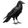 Crows Crow