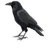Crows Crow